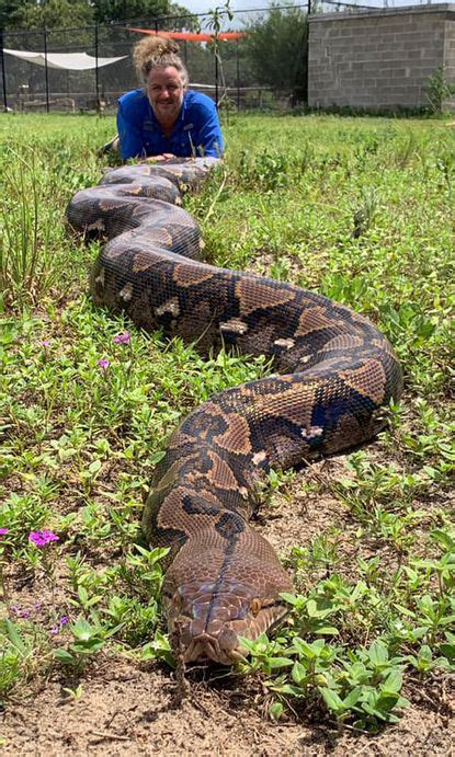 Florida man says his 20-foot python Ginormica could grow to world ...