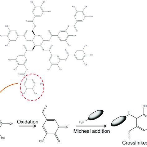 Mechanism Of Crosslinking Of Proteins Peptides By Tannic Acid