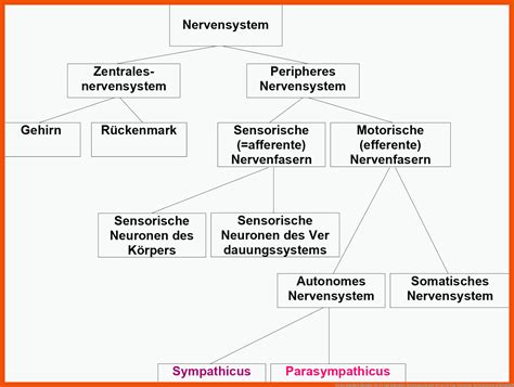 19 Das Vegetative Nervensystem Arbeitsblatt Allgemeine Arbeitsblätter