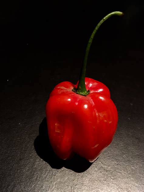 Ají dulce: identidad venezolana en un ingrediente inmigrante | El Estímulo