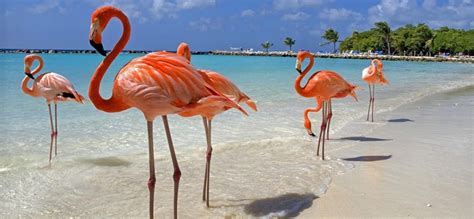 Best Aruba All-Inclusive Resorts & Hotels in 2025 – tripbirdie.com