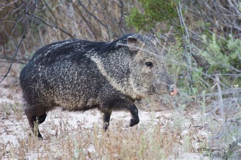 Javelina Javelina Animals Beautiful Animals Wild