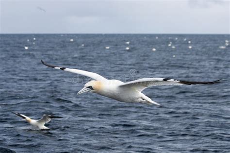 Un Ave Marina De Gannet Sobrevolando El Mar En Los Humedales Foto De