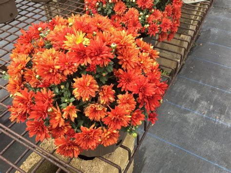 How to Propagate Mums