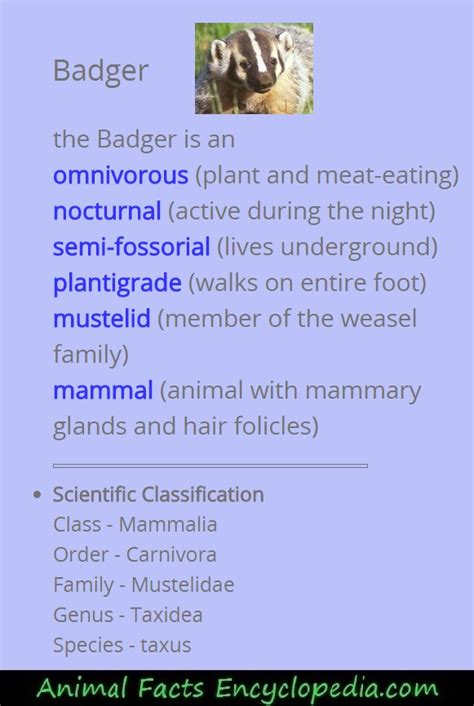 Badger Facts - Animal Facts Encyclopedia