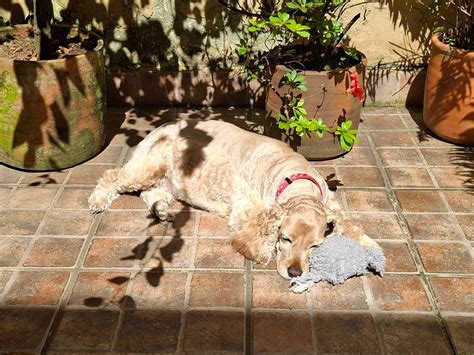Life is better with Cocker Spaniel ️ | Sun bathing with favorite toy (the remains of what used
