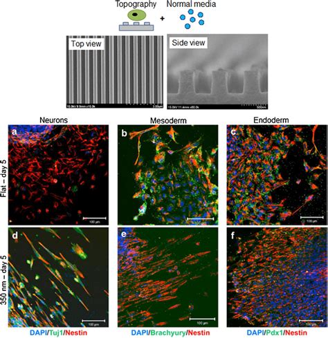 Morphology And Mesodermal Endodermal And Neuronal Differentiation Of