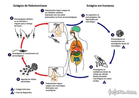 Leishmaniose Doenças