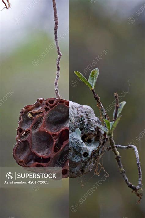 Ant Plant Hydnophytum Sp Caudex With Cross Section Showing Smooth