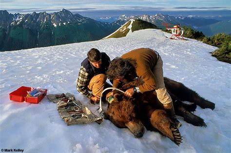 Brown Bear Tagging Chichagof Island Alaska Image 2651mark Kelley