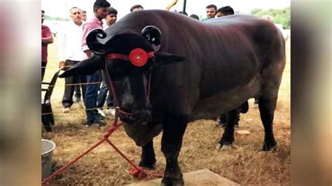 Costliest Buffalo 23 ಕಟ ರಪಯ ಮಲಯದ ಭರತದ ಅತಯತ ದಬರ ಎಮಮಯದ