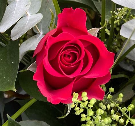 Red Freedom Roses Buy Online Or Call