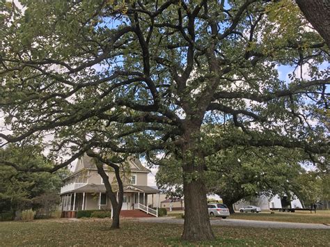Kansas trees Archives - Dyck Arboretum