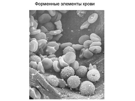 вся гиста(лекции)