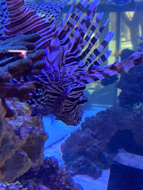 Reef Galleria Aquarium And Cafe Melbourne Restaurant Reviews Photos