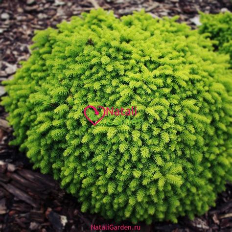 Ель Литл Джем мини в Краснодаре от Natali.Garden Ели купить с доставкой ...