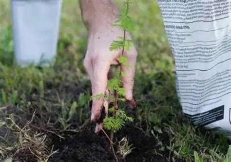 Wann Ist Beste Zeit Einen Baum Zu Pflanzen