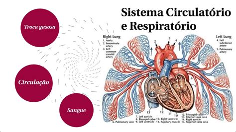 Sistema Circulatório Para Imprimir