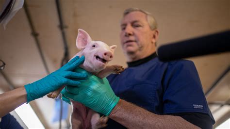 Genetically Modified Pigs Could Provide Unlimited Organs For Human