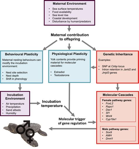 Effects Of Global Warming On Species With Temperaturedependent Sex