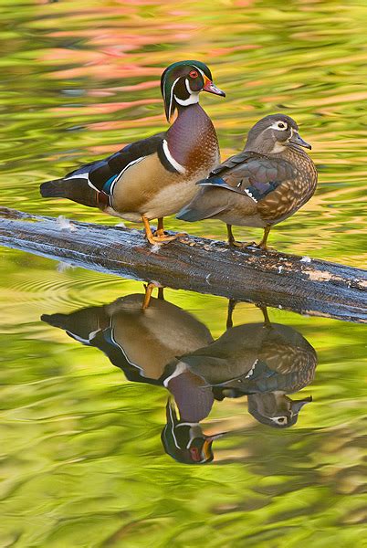 Photo Of The Week Wood Duck Pair Steve Gettle Nature Photography