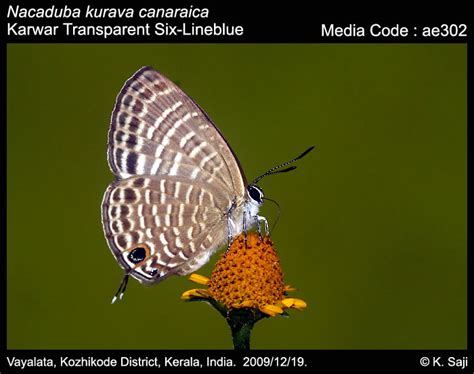 Nacaduba Kurava Moore Transparent Six Lineblue Butterfly