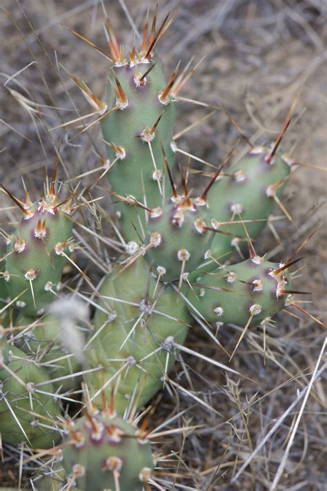 Prickly Pear Cactus