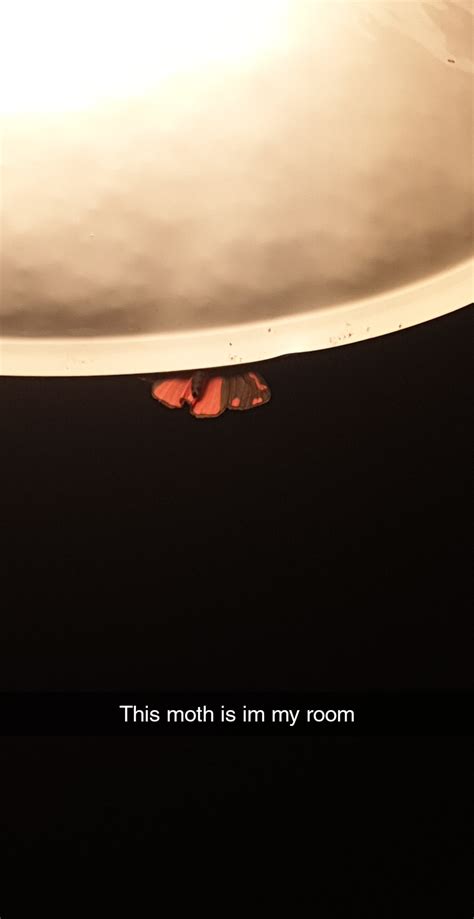 fun moth flew into my room ! : r/insects