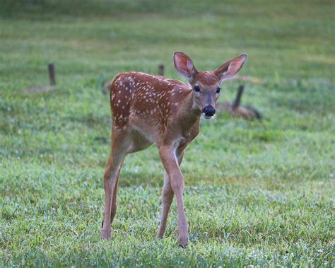 Fawn Photograph By Tom Strutz Fine Art America