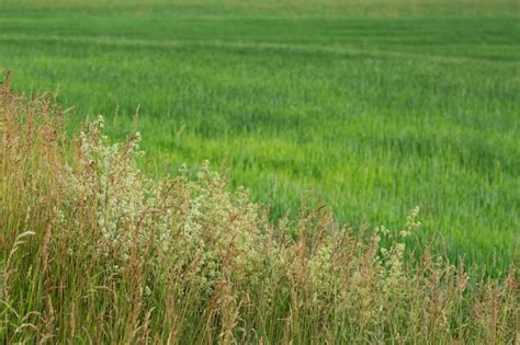 Premium Photo | Agricultural green field in the summer