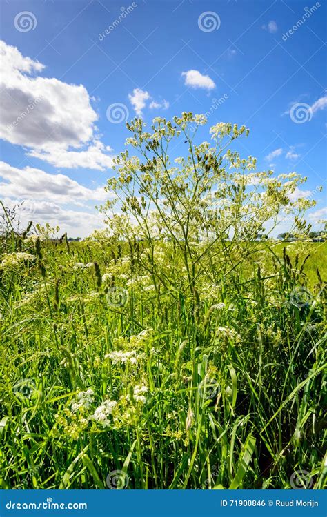 Cow Parsley And Flowering Grasses In A Roadside Stock Photo Image Of