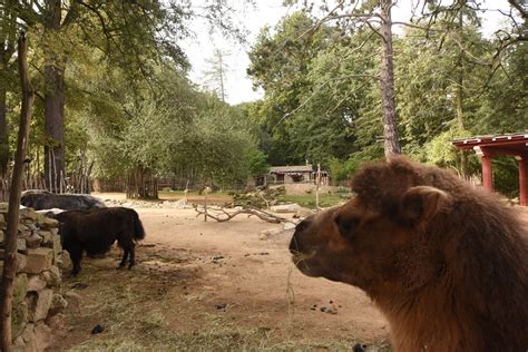 Bactrian Camel Yak And Kashmir Goat Enclosure Zoochat