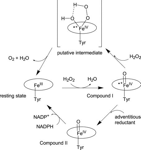 Catalase And Hydrogen Peroxide Chemical Equation - Home Design Ideas