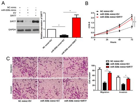 SIRT7 Re Expression Abrogates The Effects Of MiR 526b In SMMC 7721