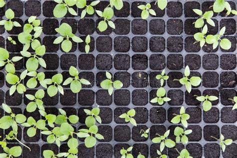 Alm Cigo Fresco Joven Que Crece En Potes Pl Sticos Fondo Que Cultiva Un