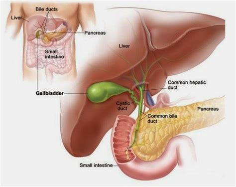 Gejala Penyakit Liver Yang Perlu Diperhatikan Ciri Ciri Penyakit Liver