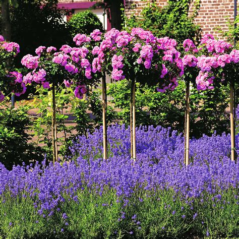 Rosa Rosen Stamm im ca 26 cm Topf online kaufen bei Gärtner Pötschke