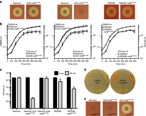 Correspondence Spontaneous Secondary Mutations Confound Analysis Of