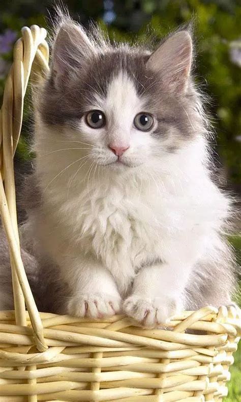 detail  gambar kucing lucu  imut koleksi nomer