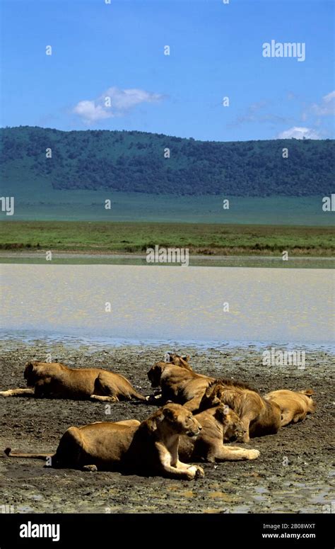 Tanzania Ngorongoro Crater Lion Pride Resting Stock Photo Alamy