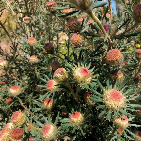 Banksia Carlinoides Dryandra Carlinoides Pink Dryandra Plant Lust