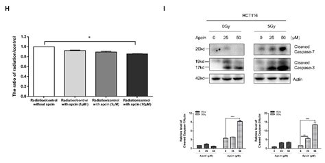 Ijms Free Full Text Downregulation Of Cdc20 Increases