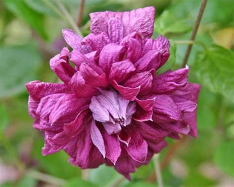 Клематис Purpurea Plena Elegans/ Пурпуреа Плена Элеганс
