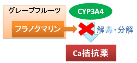 「グレープフルーツジュース」で、血圧の薬を飲んだらダメなのは何故？ | お薬Q＆A 〜Fizz Drug Information〜