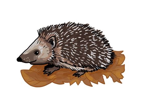 Igel Zeichnen Lernen / Kleine Kunstler Kleine Schritte Der Herbst Ist