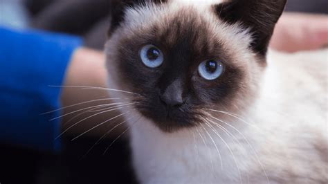 siamese cat care tips - Center for Pet Loss Grief