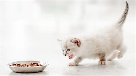 How much food should a kitten eat? We asked a vet | PetsRadar