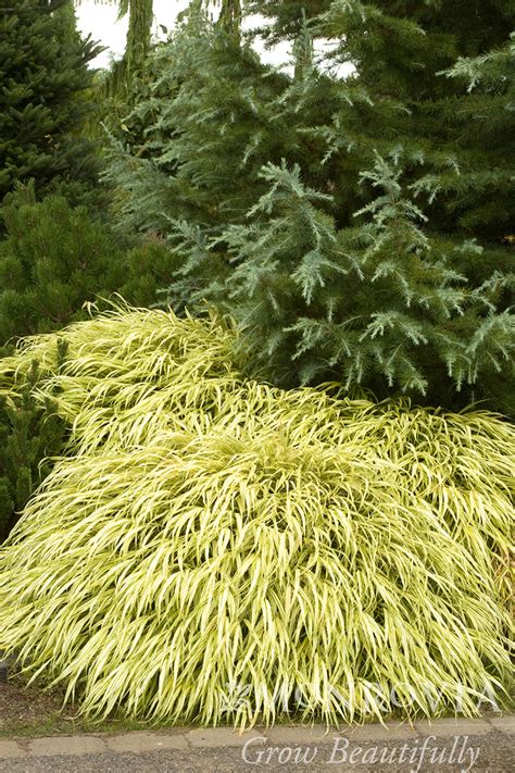 Golden Japanese Forest Grass Landscape X Ppi Wm Trees Today Nursery