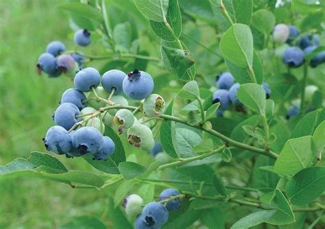 Blauwe Bessenstruiken Kopen Vanaf 6 99 Fruitbomen Net