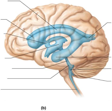 Left Lateral View Of Brain Diagram Quizlet